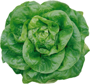 Salat beim Hofladen Gutknecht-Gemüse